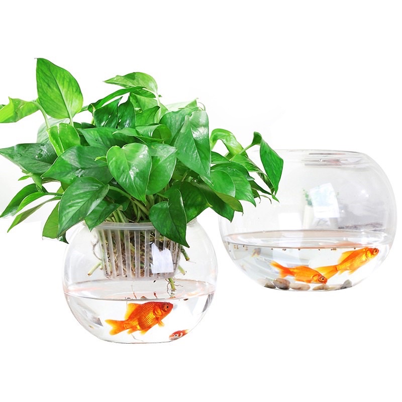 Bể cá mini thủy sinh để bàn, bình thủy tinh trồng cây thủy sinh, terrarium, thủy canh
