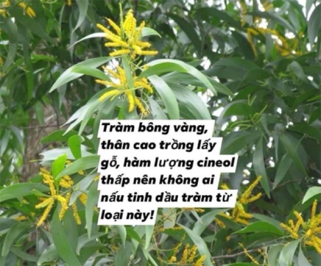 Tinh dầu tràm Huế 100ml dùng cho trẻ sơ sinh