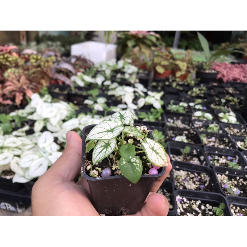 Caladium Humboldtii mini white, môn trắng, môn kiểng, kiểng lá, môn màu