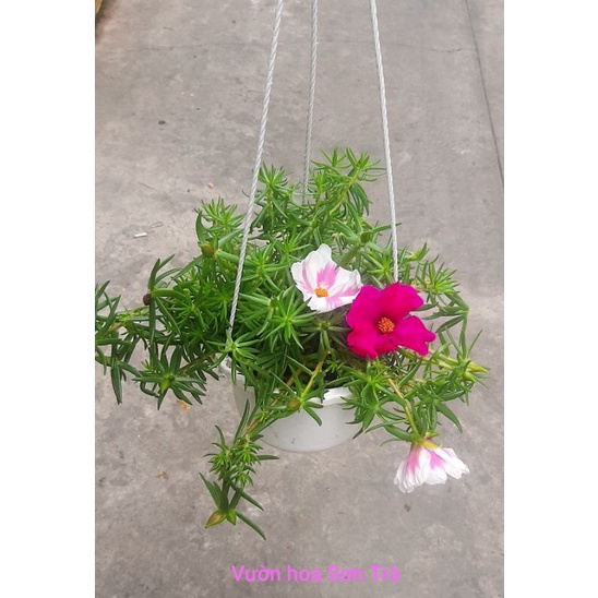 (Q.8 - GIAO TRONG NGÀY) Cây HOA MƯỜI GIỜ MỸ ĐƠN, chậu treo.