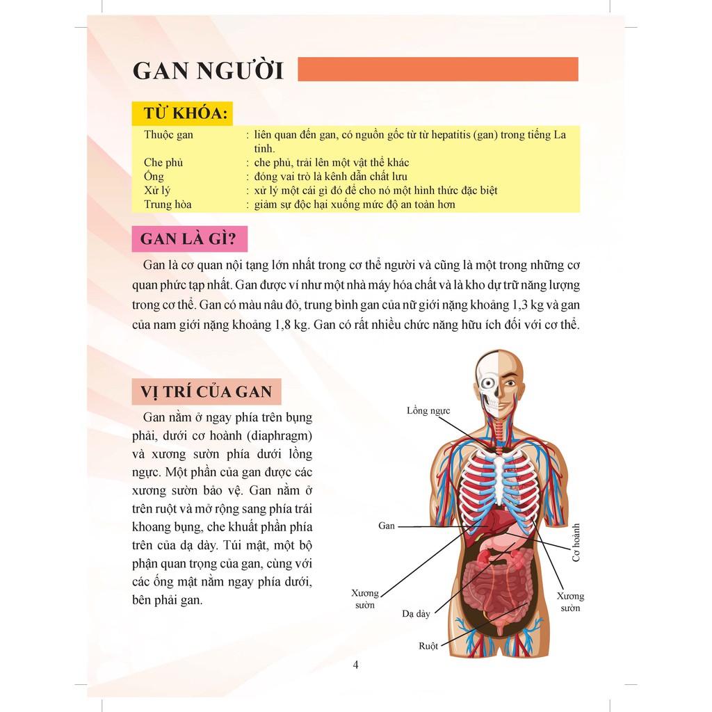 Sách - Cơ Thể Của Tôi Hoạt Động Như Thế Nào: Gan