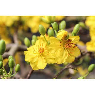 HẠT GIỐNG HOA MAI VÀNG/ MAI TỨ QUÝ  - 5 hạt/ gói