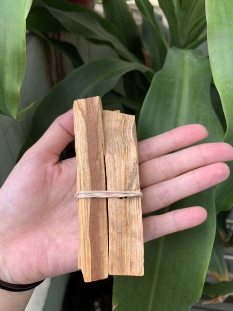 Palo Santo - Gỗ trắc xanh thanh tẩy Peru - Wild harvested palo santo 4 inch stick