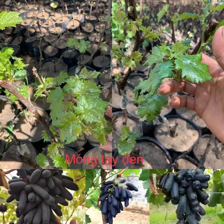 Nho Ngón Tay Đen