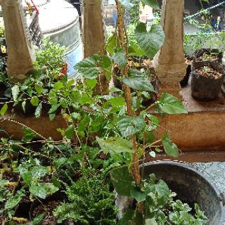 Cây dây leo liêm hồ đằng
