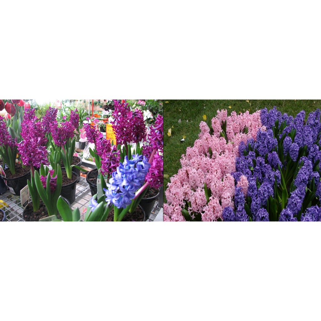 10 Hạt Hoa Dạ Lan (Hương) Mix Màu -Hyacinth Có đủ 7 màu để lựa chọn
