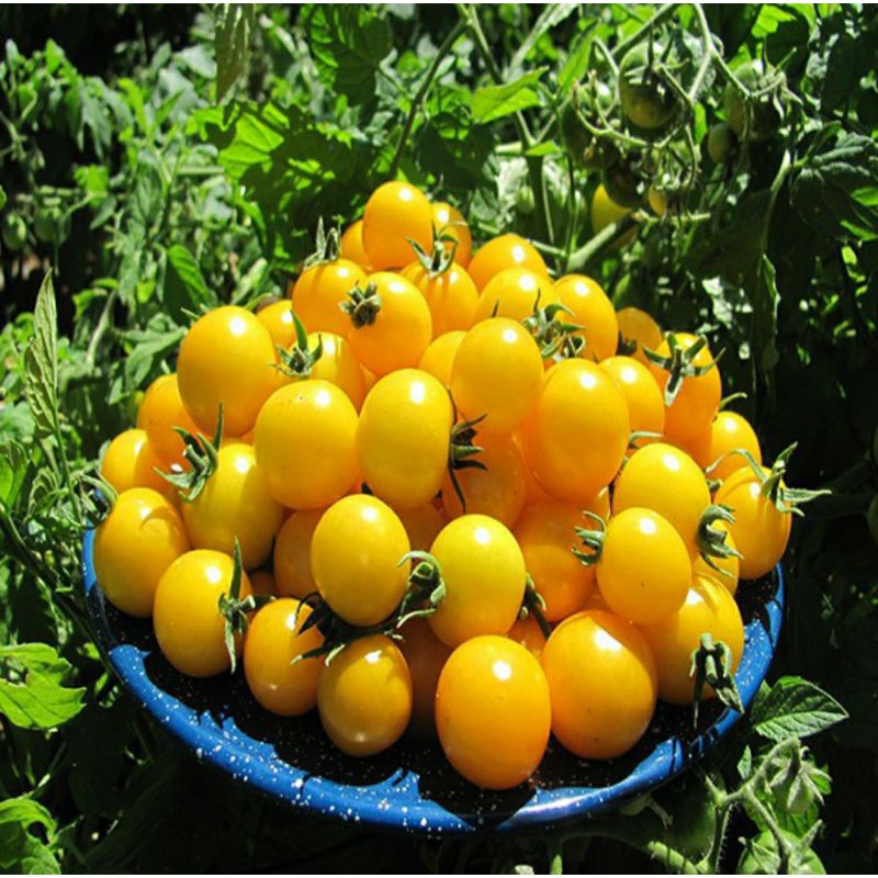 hạt giống cà chua bi vàng F1 - gói 0,1gr