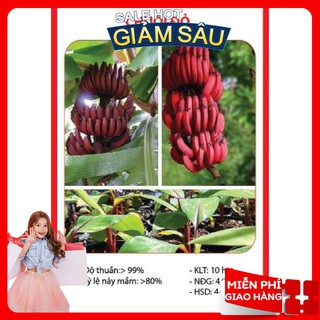 Hạt giống chuối đỏ - 10 hạt / gói