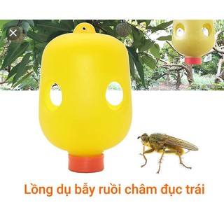 Lồng bẫy ruồi