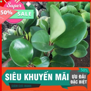 Trường sinh bầu nhỏ