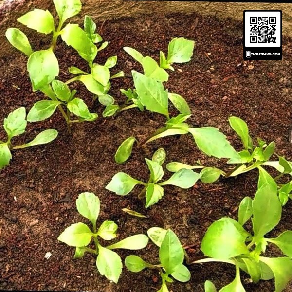 Hạt giống hoa thược dược lùn mix màu (cúc Đại Lý)