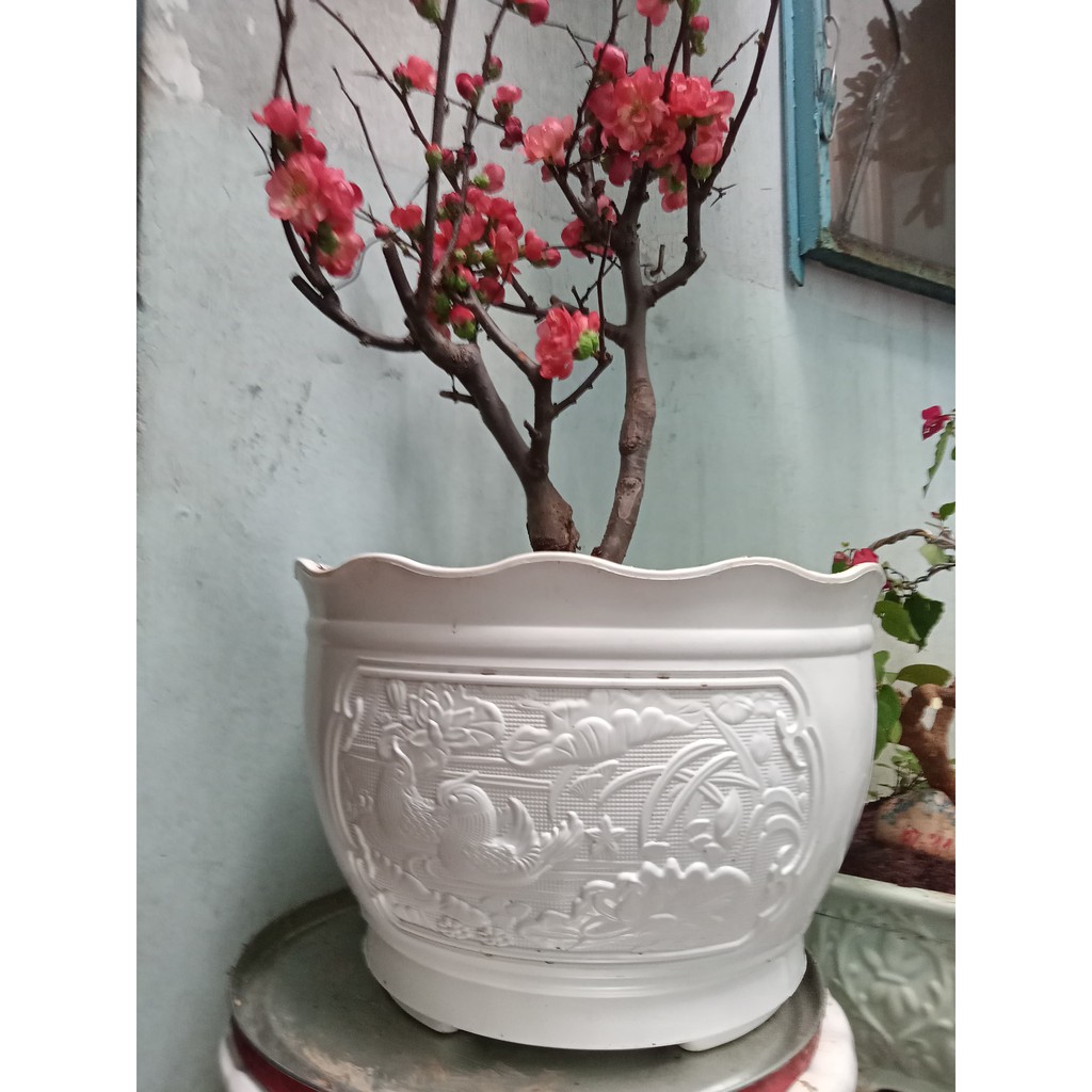 Mẫu mới Bông sen Chậu hoa mai cao cấp bông chơi tết rực rỡ chậu nhựa trồng rau - trang trí quán cafe biệt thự