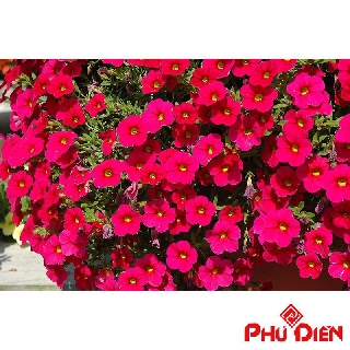 100 Hạt giống hoa triệu chuông  PHÚ ĐIỀN