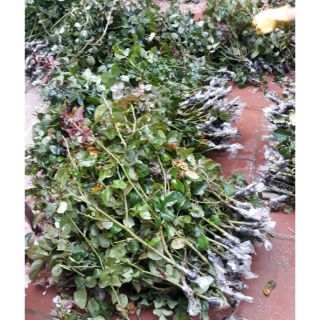 Combo 5 cành chiết hồng ngoại,hồng cổ