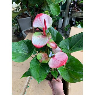 chậu cây hồng môn MÀU HỒNG ĐẬM, cây phong thủy để bàn cho gia chủ vượng khí , nhiều tài lộc