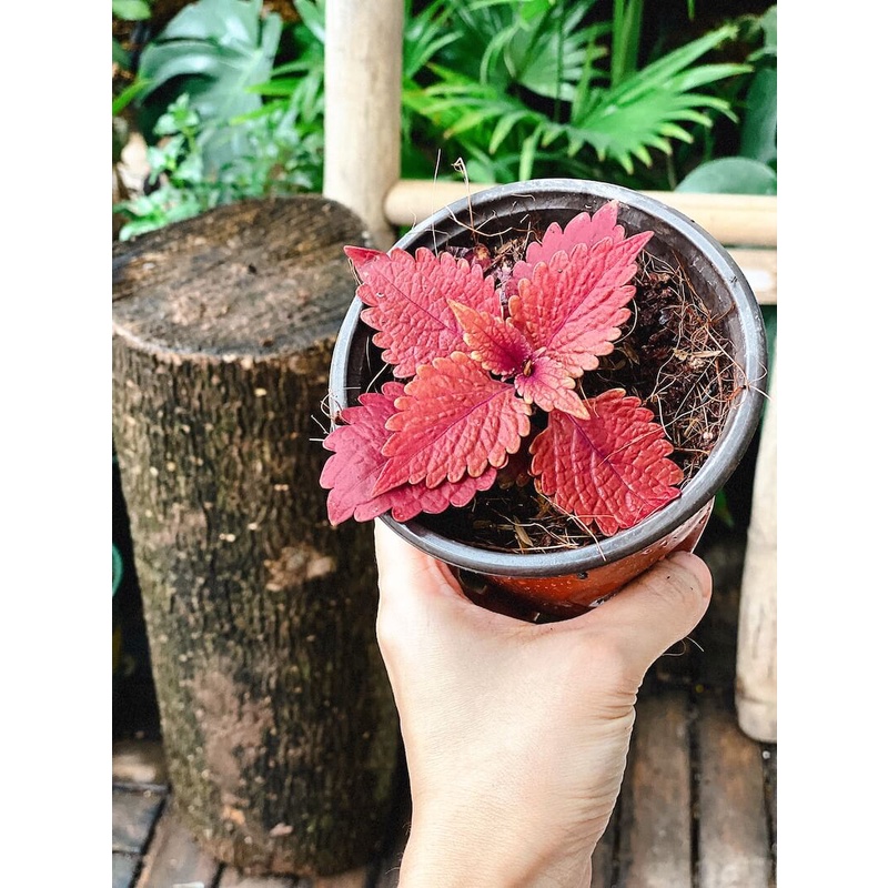 Cây Coleus scutellarioides Ruby Slippers (Lá Gấm Ruby Slippers) chậu nhựa 10cm