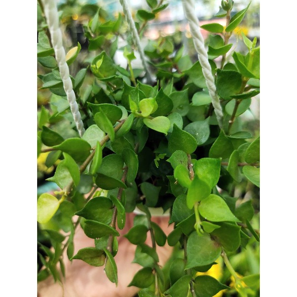 Lan tim xanh chậu treo