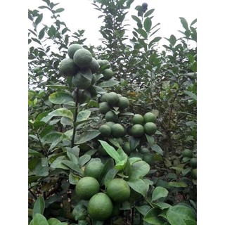 CÂY GIỐNG CHANH TỨ QUÍ