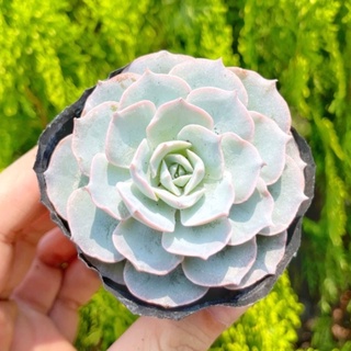 Sen đá hồng phấn 5-7cm - Vườn sen đá