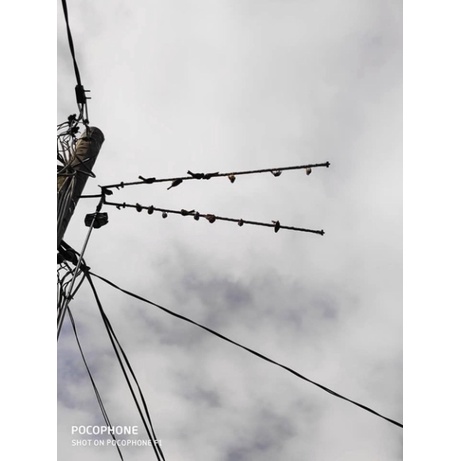 Giảm giá bộ sào bẫy chim đầy đủ phụ kiện y hình 👍 - tri ân quý khách