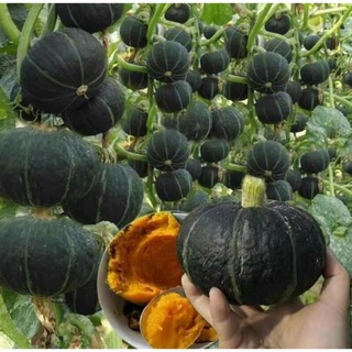 hạt giống bí ngô siêu quả 5h