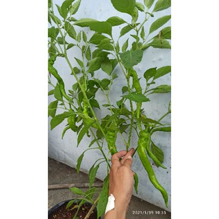 hạt ớt ristra cayenne hybrid