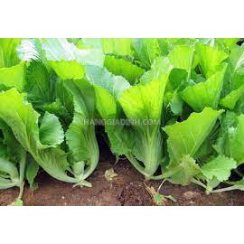 Hạt giống cải bẹ dông dư cao sản (tặng kèm phân)