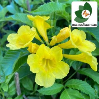 Cây giống hoàng yến(chuông vàng)