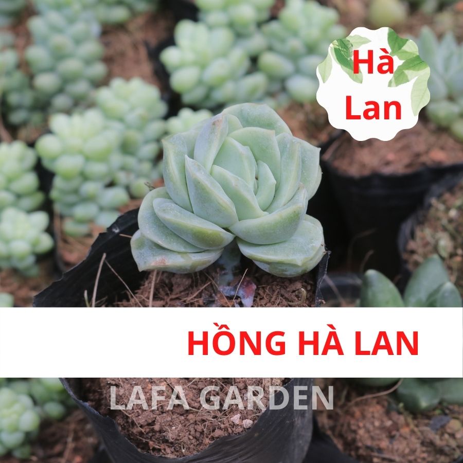 Cây sen đá Đà Lạt , Combo 12 cây sen đá đá ngẫu nhiên vườn LAFA GARDEN