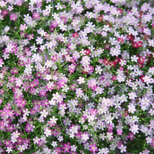 Hạt Giống Hoa Baby Nhiều Màu 0.03gr