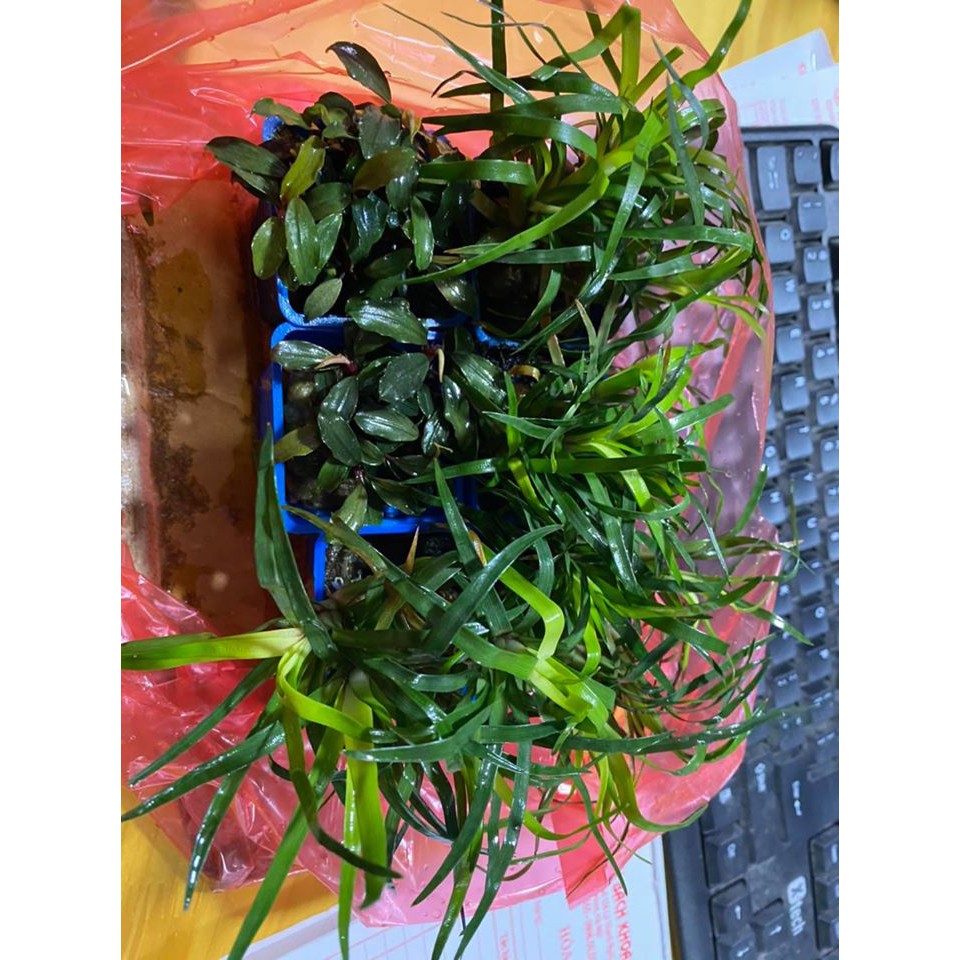 Cây thủy sinh - Cói Thanh Hóa