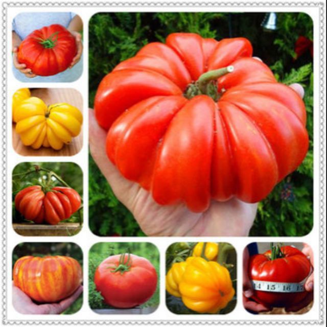 Gói 30 Hạt giống cà chua khổng lồ nhiều màu ĐẠI GIẢM GIÁ TẾT