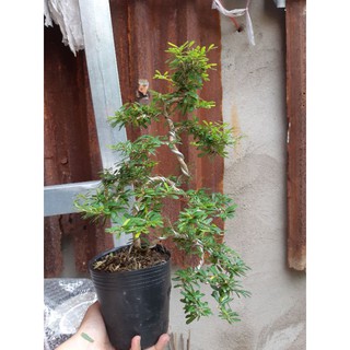 Linh sam dáng bonsai mini