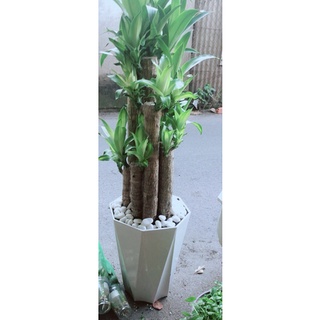 Chậu cây phát tài 9 thân -thiết mộc lan