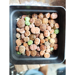 cây sen Lithops sen đá thạch lan size nhỏ