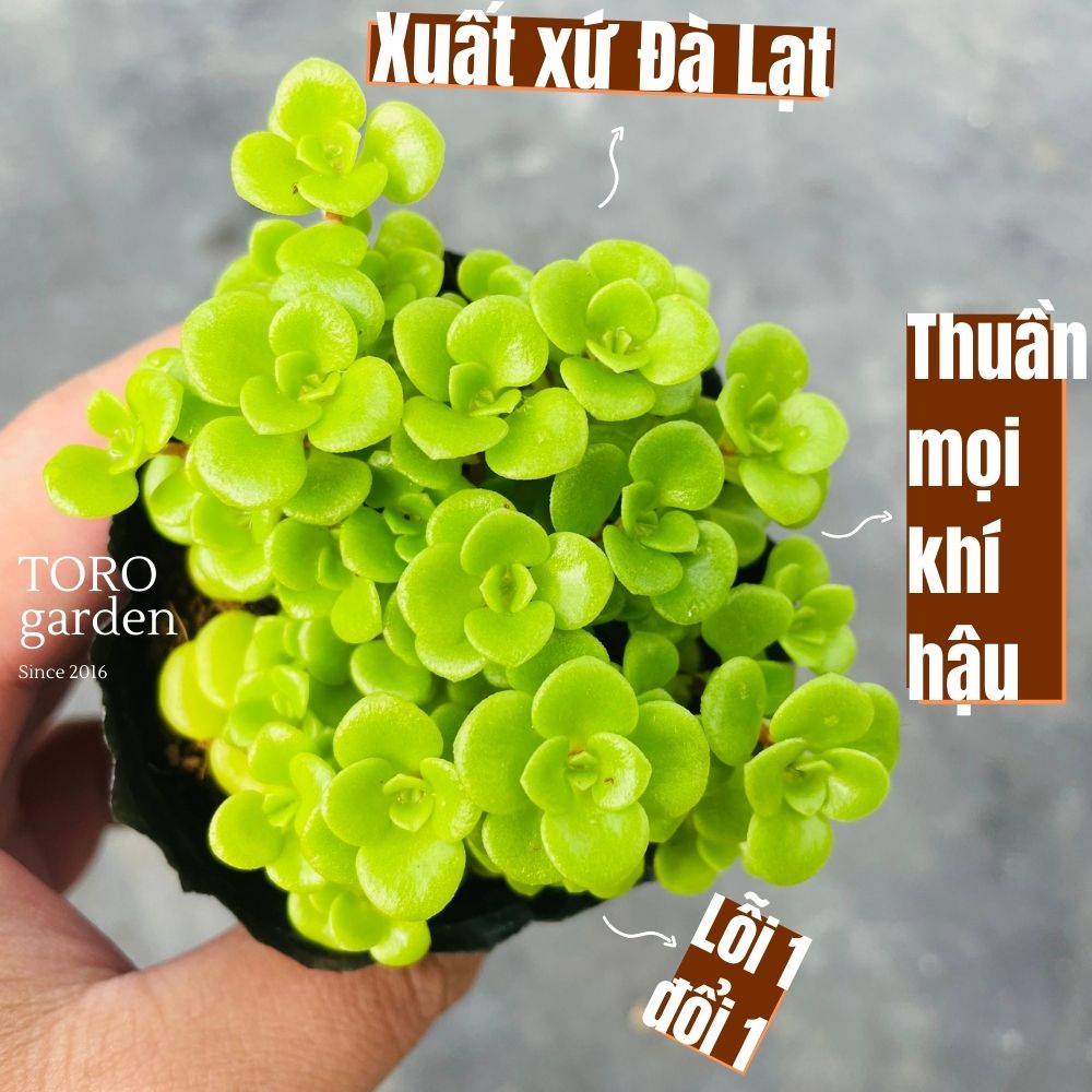 SEN ĐÁ SEDUM VẢY CÁ ĐÀ LẠT SIZE BÉ, SIÊU KHOẺ ĐẸP, THUẦN MỌI KHÍ HẬU, HƯ 1 ĐỔI 1