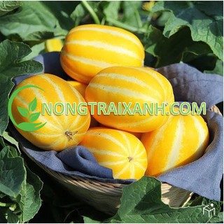 100h - hạt giống dưa lê hàn quốc