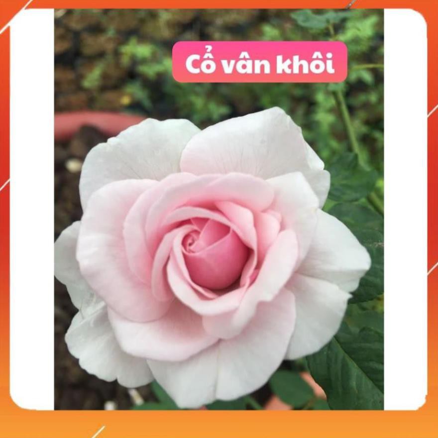 CÂY GIỐNG Hoa hồng cổ Bạch Vân Khôi – Giống hồng cổ quý nhất của Việt Nam