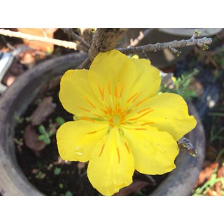 2 Cây Mai Giảo Thủ Đức