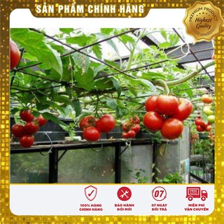 Hạt Giống Cà Chua Leo Giàn (4 hạt)