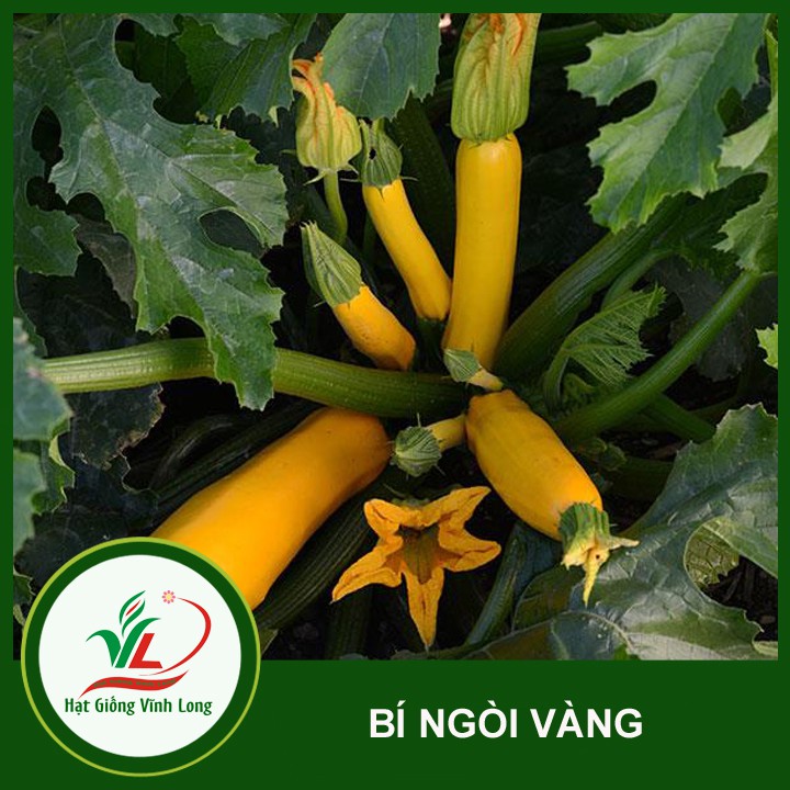 Hạt giống Bí ngòi vàng - 1g