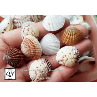 Vỏ ốc biển cỡ nhỏ