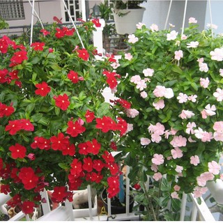 100 Hạt Giống Hoa Dừa Cạn Rủ - HÀNG CÔNG TY