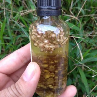 Tinh dầu tràm hoa nén MaMa