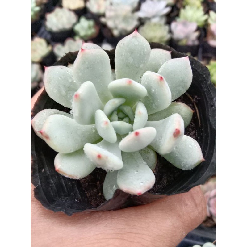 MỘT CHIẾC SEN ĐÁ RUBY TRẮNG ( HOA CÚC GAI 🌼 ) size mini 8x8 cm đã thuần khí hậu sức sống cao đẹp 💪