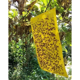 Bẫy dính ruồi vàng, côn trùng - 15 x 25 cm - an toàn thân thiện môi trường