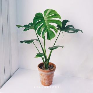 1 Cây Monstera deliciosa cây nội thất trang trí nhà cửa