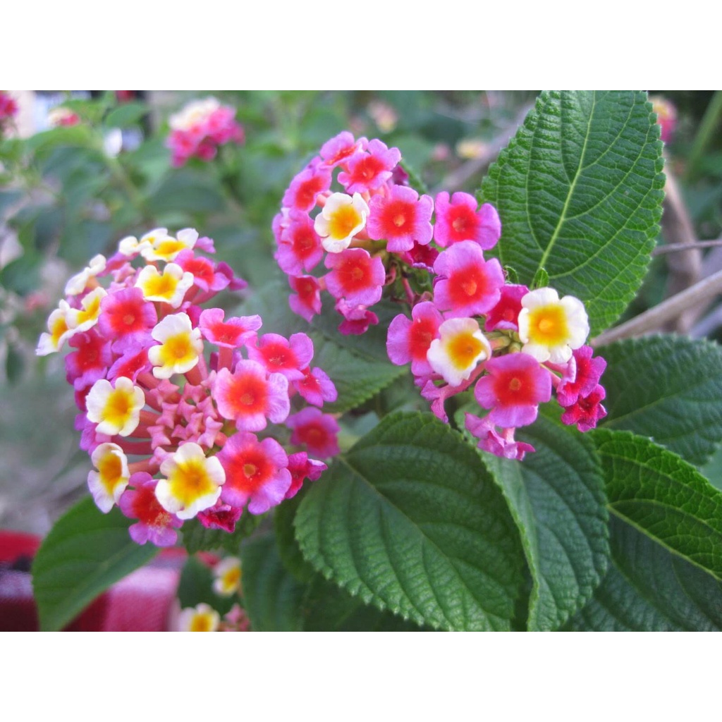 Hạt Giống Hoa Ngũ Sắc 50 hạt (tặng kèm phân)