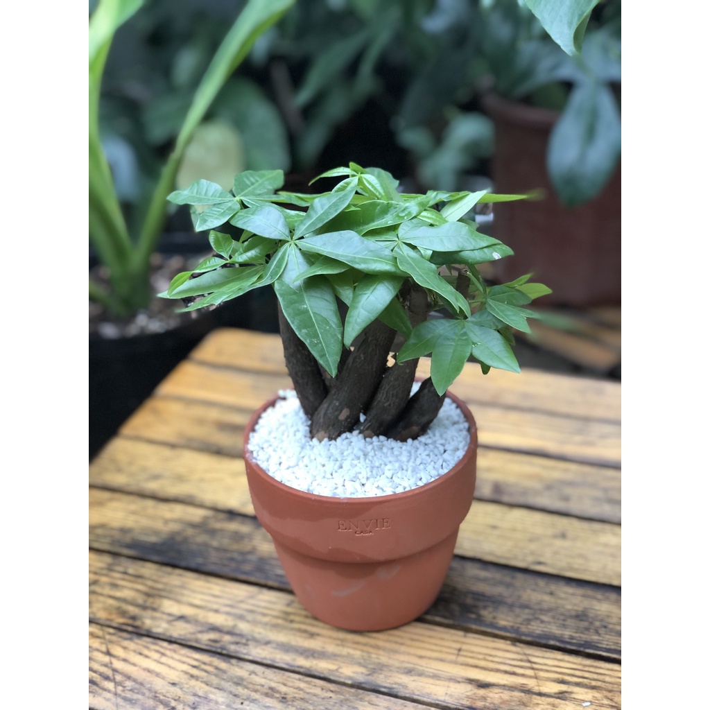 Cây Kim Ngân Xoắn phù hợp để bàn - cây trồng trong nhà, văn phòng, cửa hàng