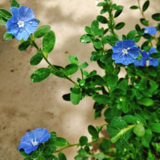 Hoa Thanh Tú (Blue Daze)